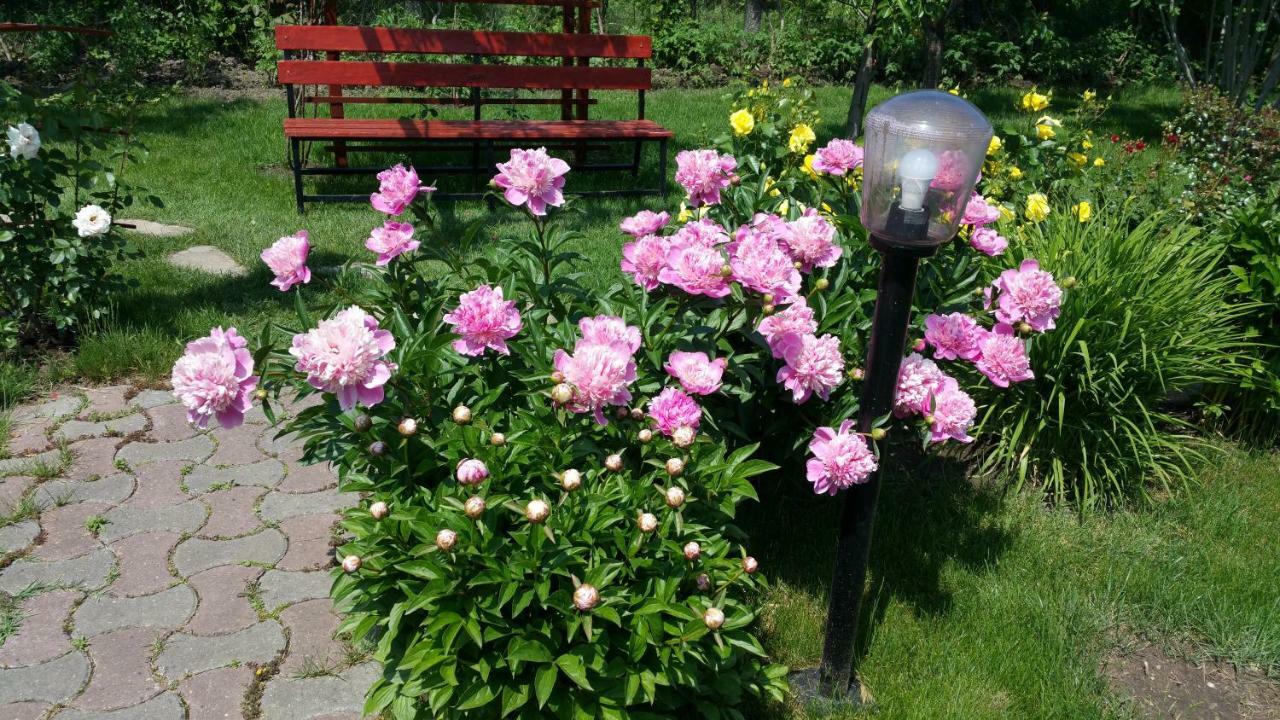 Pension Delia Gardens Timisoara Ngoại thất bức ảnh