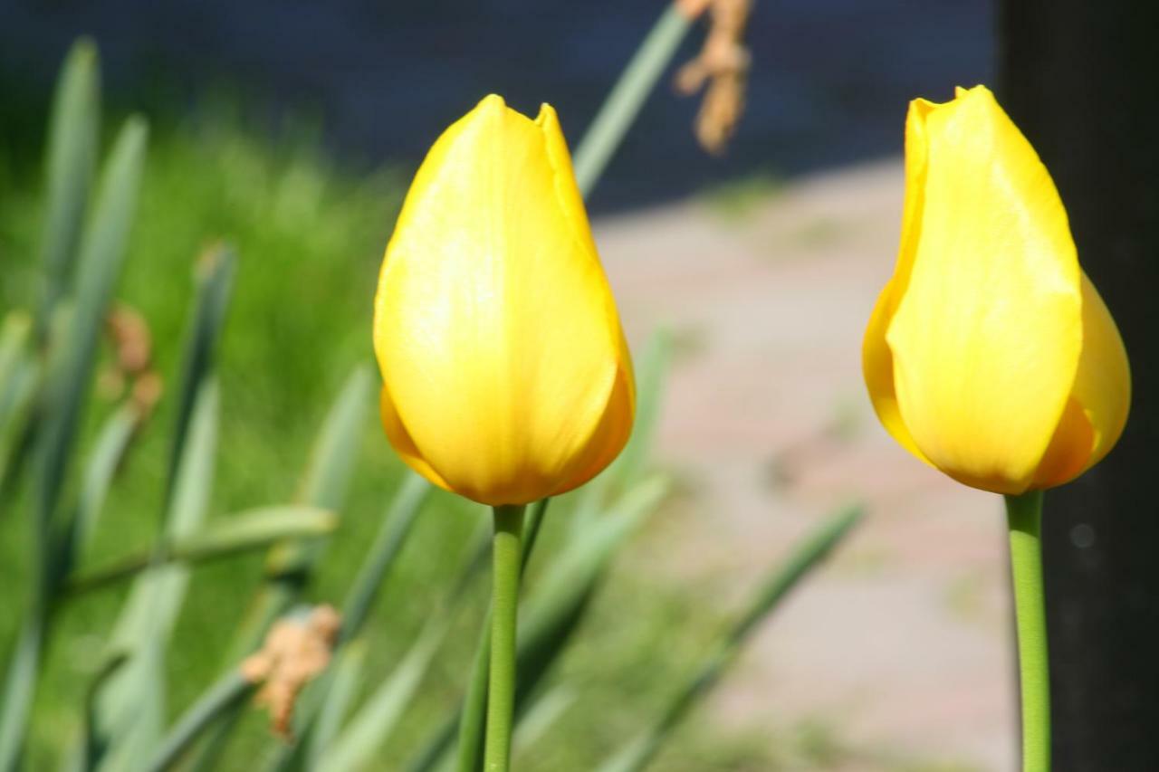 Pension Delia Gardens Timisoara Ngoại thất bức ảnh